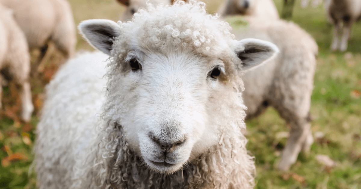Featured Image for Protecting Your Livestock From Predators